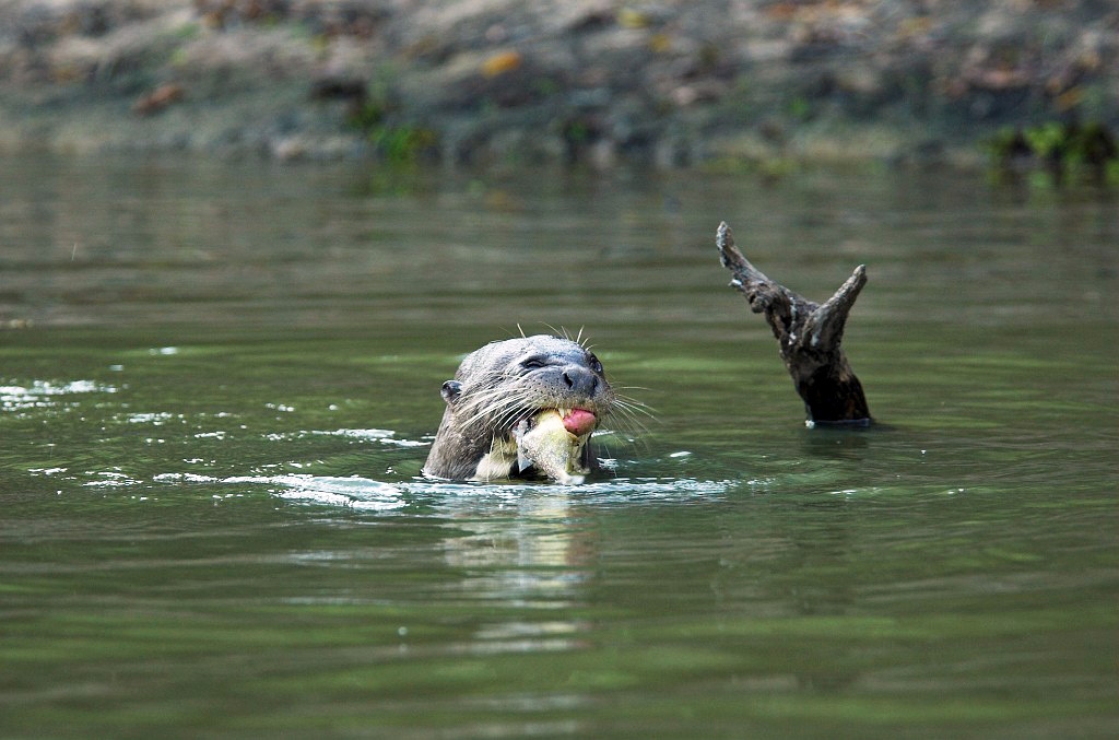 Giant Otter01-01.jpg - Giant Otter (Pteronura brasiliensis), Transpantaneria Brazil 2005